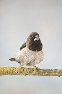 Bengalese Finch - front view, captive bred, chocolate variant Bengalese Finch - front view, captive bred, chocolate variant