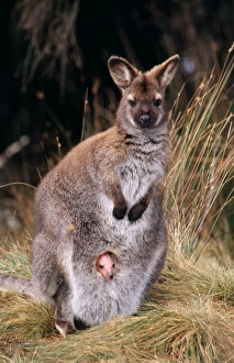 Bennets / Red-necked Wallaby - Young baby in pouch Bennets / Red-necked Wallaby - Young baby in pouch