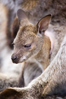 Bennetts Wallaby - portrait of a cute joey looking curiously out of mothers pouch Bennetts Wallaby - portrait of a cute joey looking curiously out of mothers pouch