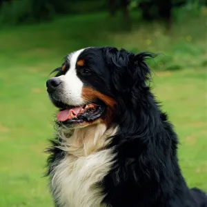 <b class=qtipBold><figcaption>Bernese Mountain Dog</figcaption></b><br>JD-13772 Bernese Mountain Dog John Daniels Please note that prints are for personal display purposes only and may not be reproduced in any way.<br><em>© John Daniels/ardea.com</em> Bernese Mountain Dog