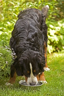 Bernese Mountain Dog - feeding from bowl in garden Bernese Mountain Dog - feeding from bowl in garden