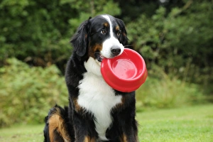 Bernese Mountain Dog holding dog bowl Our beautiful Wall Art and Photo Gifts include Framed Prints Photo Prints Poster Prints Canvas Prints Jigsaw Puzzles Metal Prints and so much more