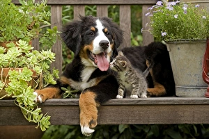 Bernese Mountain Dog - three month of puppy with two month old tabby kitten Bernese Mountain Dog - three month of puppy with two month old tabby kitten