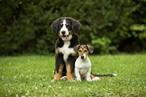 Bernese Mountain Dog - puppy sitting with three month old Jack Russell Terrier Bernese Mountain Dog - puppy sitting with three month old Jack Russell Terrier