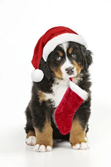 Bernese Mountain Dog Gallery: Bernese Mountain Dog puppy sitting wearing Christmas