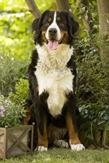 Bernese Mountain Dog - sitting in garden Bernese Mountain Dog - sitting in garden