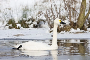 Bewick's Swan - single adult bird swimming along narrow unfrozen channel of lake Bewick's Swan - single adult bird swimming along narrow unfrozen channel of lake
