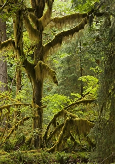 Big Leaf Maple - trees in wet temperate rain forest Big Leaf Maple - trees in wet temperate rain forest