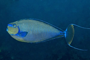 Big Nose Unicornefish - male flashing his mating colours Big Nose Unicornefish - male flashing his mating colours