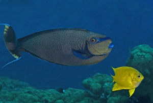 Big nose unicornfish - Male - flaring his courting colours this male flirts with the Big nose unicornfish - Male - flaring his courting colours this male flirts with the