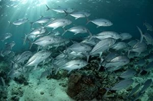 Images Dated 14th December 2006: Bigeye Trevally school with sun
