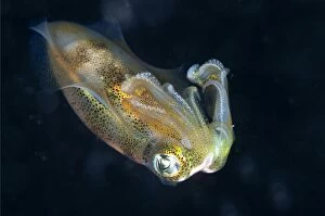 Bigfin Gallery: Bigfin Reef Squid during night dive
