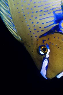Naso Gallery: Bignose Unicornfish