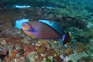Bignose Unicornfish Gallery: Bignose Unicornfish - Liberty Wreck dive site, Tulamben, Karangasem, Bali, Indonesia