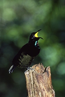 Bird of Paradise - Victorias Rifelbird - male calling Bird of Paradise - Victorias Rifelbird - male calling