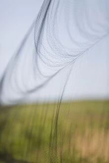 Bird Ringing mist net