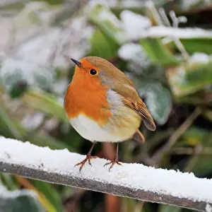 Robins Prints: BIRD. Robin JD-21792-C Print - Erithacus rubecula