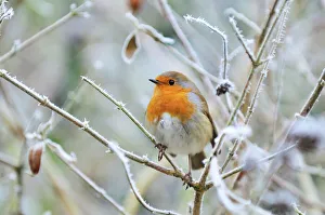 <b class=qtipBold><figcaption>Bird - Robin in frosty setting</figcaption></b><br>JD-19973 Bird - Robin in frosty setting UK Erithacus rubecula John Daniels Please note that prints are for personal display purposes only and may not be reproduced in any way.<br><em>© John Daniels/ardea.com</em> Bird - Robin in frosty setting