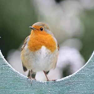 European Robin Collection: Bird - Robin in frosty setting