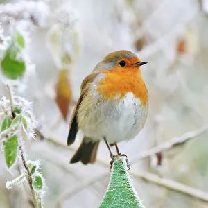 <b class=qtipBold><figcaption>Bird - Robin in frosty setting</figcaption></b><br>JD-19976-C Bird - Robin in frosty setting Erithacus rubecula John Daniels Please note that prints are for personal display purposes only and may not be reproduced in any way.<br><em>© John Daniels/ardea.com</em> Bird - Robin in frosty setting