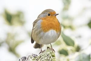 BIRD. Robin in frosty setting