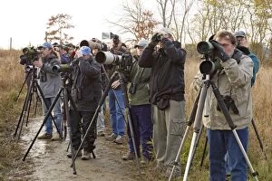Images Dated 20th November 2010: Birding / Birdwatching / Birders - looking at Fork-tailed