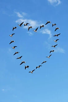 BIRDS Pink footed geese in heart shape Valentine