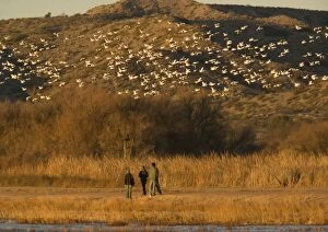 Images Dated 22nd December 2005: Birdwatchers - in the Bosque del Apache National