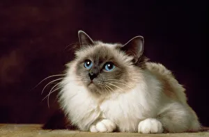 <b class=qtipBold><figcaption>Birman Blue Point Cat</figcaption></b><br>YAB-1710 BIRMAN BLUE POINT CAT Yann Arthus-bertrand Please note that prints are for personal display purposes only and may not be reproduced in any way.<br><em>© Yann Arthus-Bertrand/ardea.com</em> Birman Blue Point Cat