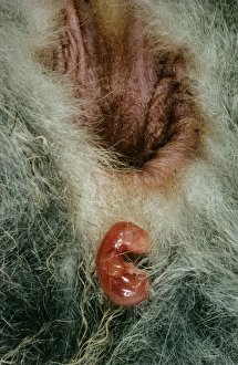 Birth of Tammar Wallaby - Embryo enters pouch after a 2 minute climb Birth of Tammar Wallaby - Embryo enters pouch after a 2 minute climb