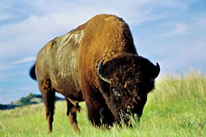 Images Dated 15th January 2010: Bison bull grazing on prairie grass, Great Plains, Summer. MB451