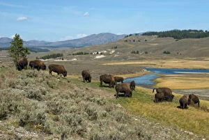 Grassland Gallery: Bison - Herd grazing with Yellowstone River in background