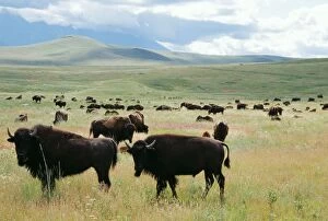 Images Dated 24th September 2004: Bison Herd, National Bison Range, Montana, USA