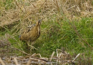 Bittern - Stalking along water edge showing large feet Bittern - Stalking along water edge showing large feet