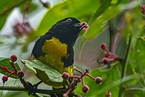 Images Dated 18th December 2016: Black-and-gold Tanager, Las Tangaras Bird Reserve