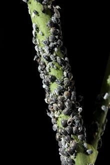 Images Dated 3rd September 2006: Black Aphid - colony