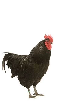 Images Dated 8th January 2008: Black Australorp Chicken