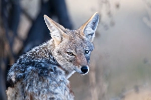 Black-backed Jackal - close up of head looking over shoulder at camera Black-backed Jackal - close up of head looking over shoulder at camera