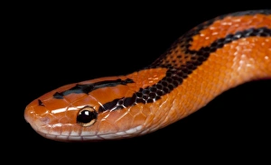 Black-banded Trinket Snake / Thai Bamboo Ratsnake / Red Mountain Racer Black-banded Trinket Snake / Thai Bamboo Ratsnake / Red Mountain Racer