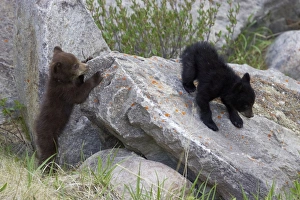 Black Bear - two cubs playing on rocks - one black one cinnamon Black Bear - two cubs playing on rocks - one black one cinnamon