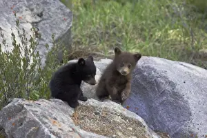 Canadian Rocky Prints: Black Bear Print - Two Cinnamon and Black Cubs on Rocks