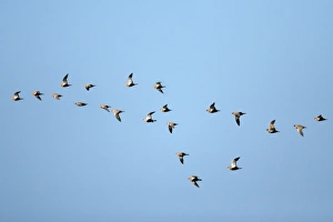 Black-Bellied Sandgrouse - flock in flight Black-Bellied Sandgrouse - flock in flight