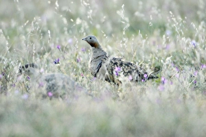 Black-Bellied Sandgrouse - male on alert Black-Bellied Sandgrouse - male on alert