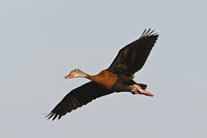 Images Dated 19th November 2012: Black-bellied Whistling Duck (Dendrocygna)