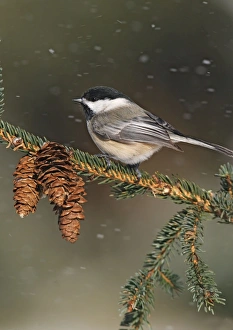 Black-capped Chickadee in snow storm Black-capped Chickadee in snow storm