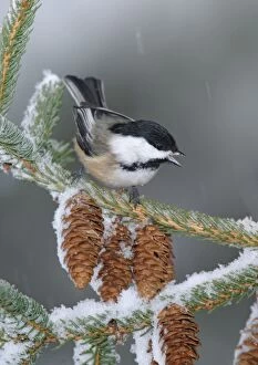 Black Capped Chickadee Collection: Black-capped Chickadee in snow storm. Westport, CT, USA