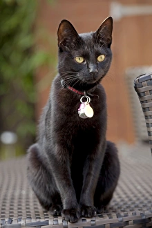 Collar for black cat sale