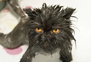 Images Dated 18th May 2006: Black Cat - wet, just washed, close-up