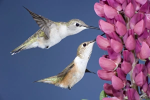 Black-chinned & Rufous Hummingbirds (Selasphorus rufus) - females at Lupine flower Black-chinned & Rufous Hummingbirds (Selasphorus rufus) - females at Lupine flower