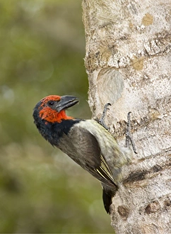 Black-collared Barbet attending nest in nesting box made from sisal stem Black-collared Barbet attending nest in nesting box made from sisal stem